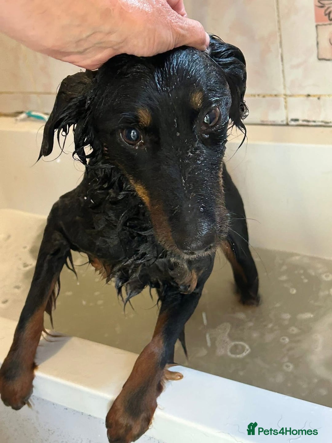 Mixed Breed dogs for adoption: Paige - Norwich Norfolk  - Image 27