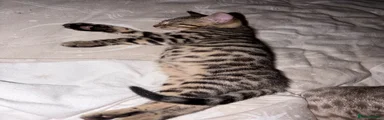 Bengal 3