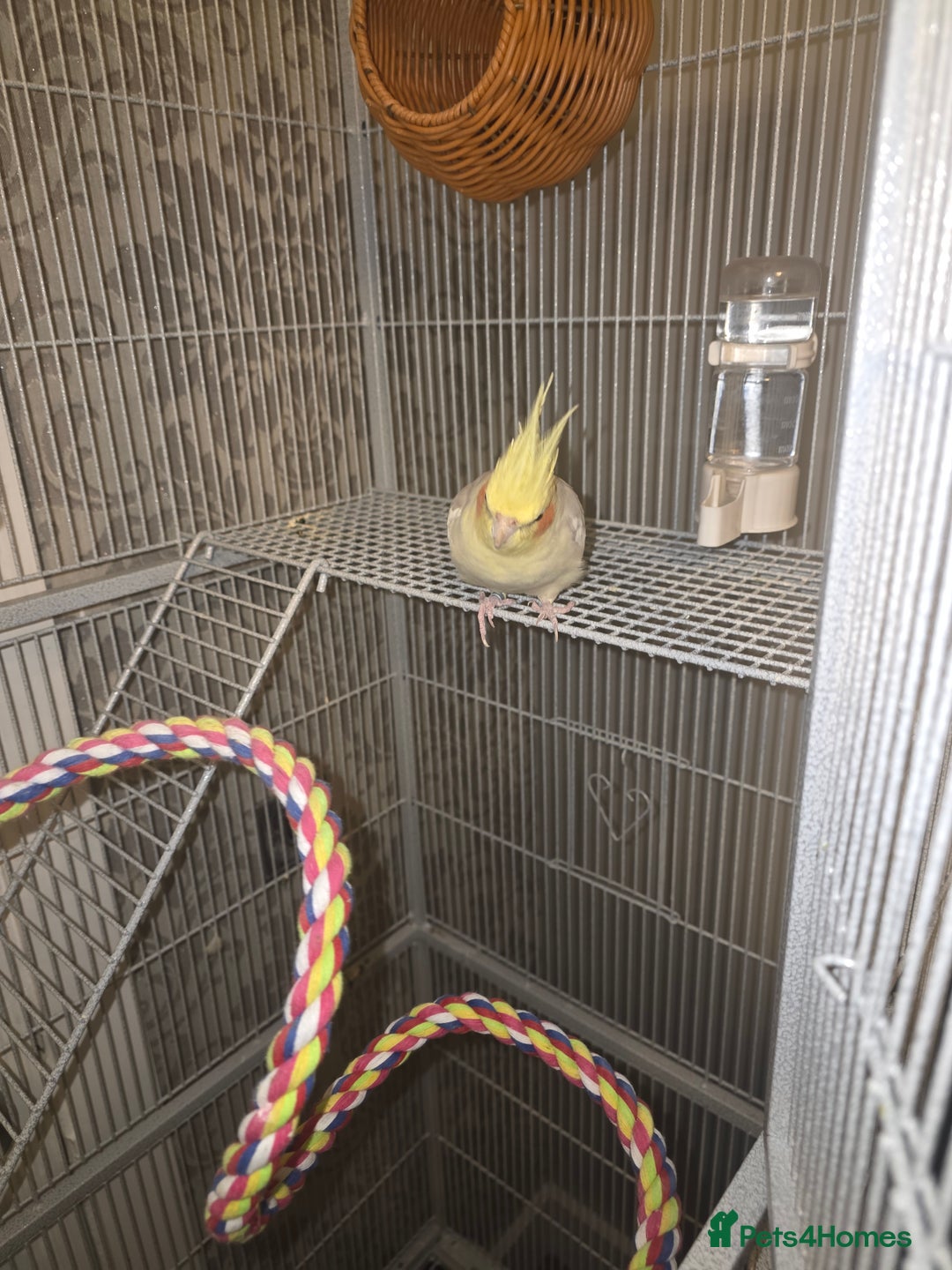 Cockatiels birds for sale: Male cocktails - Advert 1