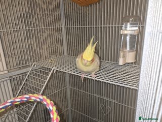 Cockatiels birds Male cocktails - Advert 12