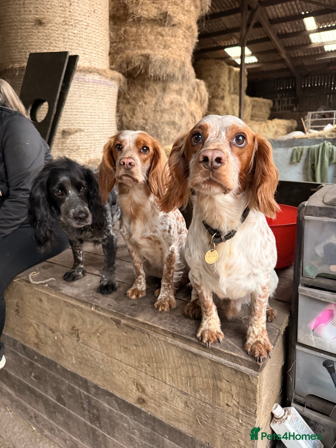 Cocker Spaniel dogs for stud: KC Working Cocker Spaniel Health Tested  - Advert 10