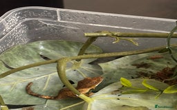 Gecko reptiles for sale: Beautiful Dalmatian Crested Gecko - Image 3