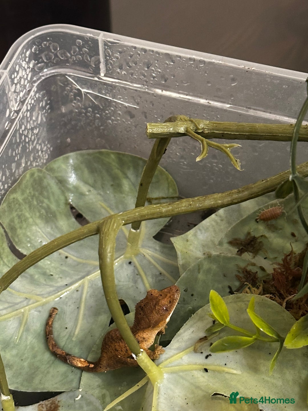 Gecko reptiles for sale: Beautiful Dalmatian Crested Gecko - Image 3