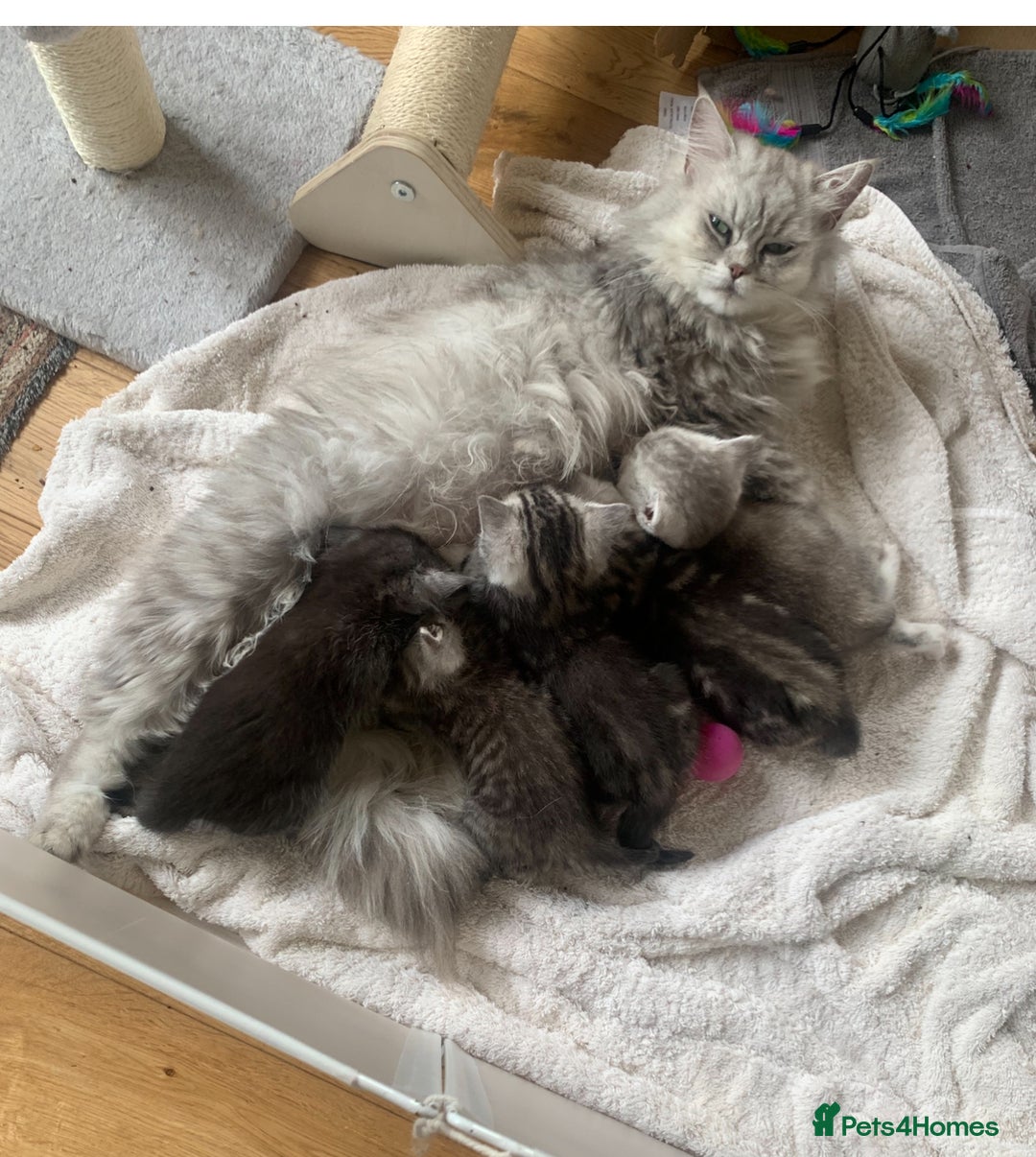 Mixed Breed cats for sale: Last 6 persian mix kittens ready now - Image 16