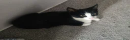 British Shorthair cats for sale: TUXEDO KITTENS *URGENT DM* - Advert 15