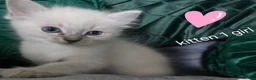 Ragdoll cats for sale: Ragdoll kittens - Advert 1