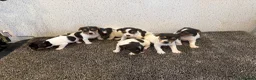 Jack Russell dogs for sale: Traditional Jack Russell Puppies  - Advert 16