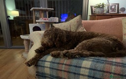 Labradoodle dogs for sale: Chocolate Labradoodle Male - Advert 7