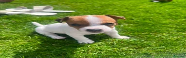 Jack Russell 2