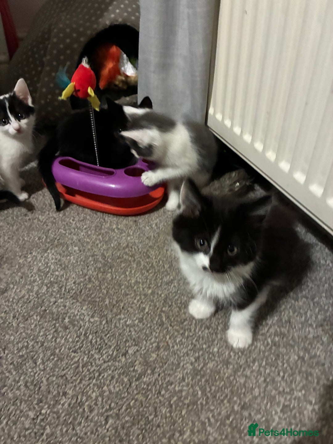 Mixed Breed cats for sale: Five kittens looking for their forever home  - Advert 3