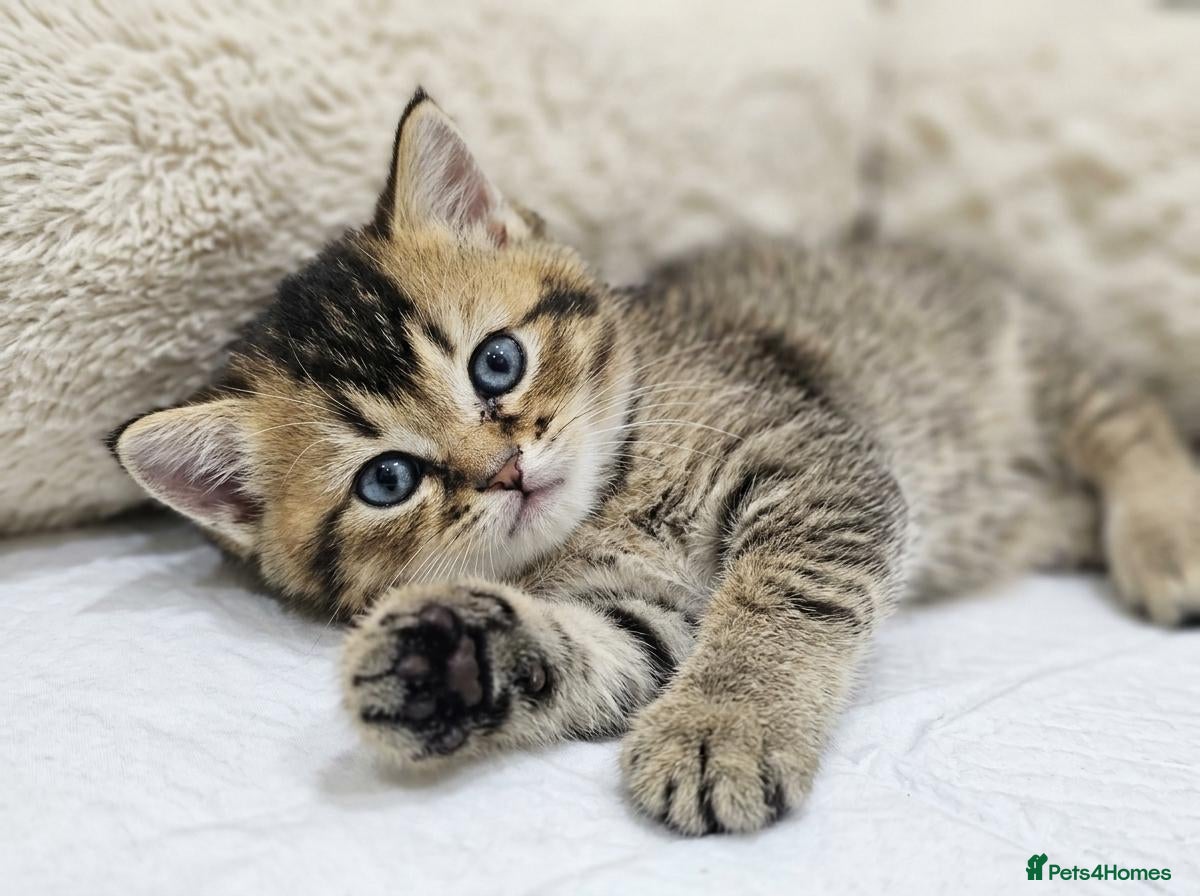British Shorthair cats Adorable Kitten Ready For Reservation - Advert 1