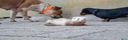 Ferret rodents for sale: Sandy jill - Advert 2