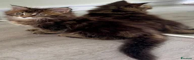 Maine Coon 3