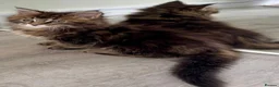 Maine Coon cats for sale: New Adventures Ready to Melt Your Heart-Maine Coon in Coventry - Advert 8