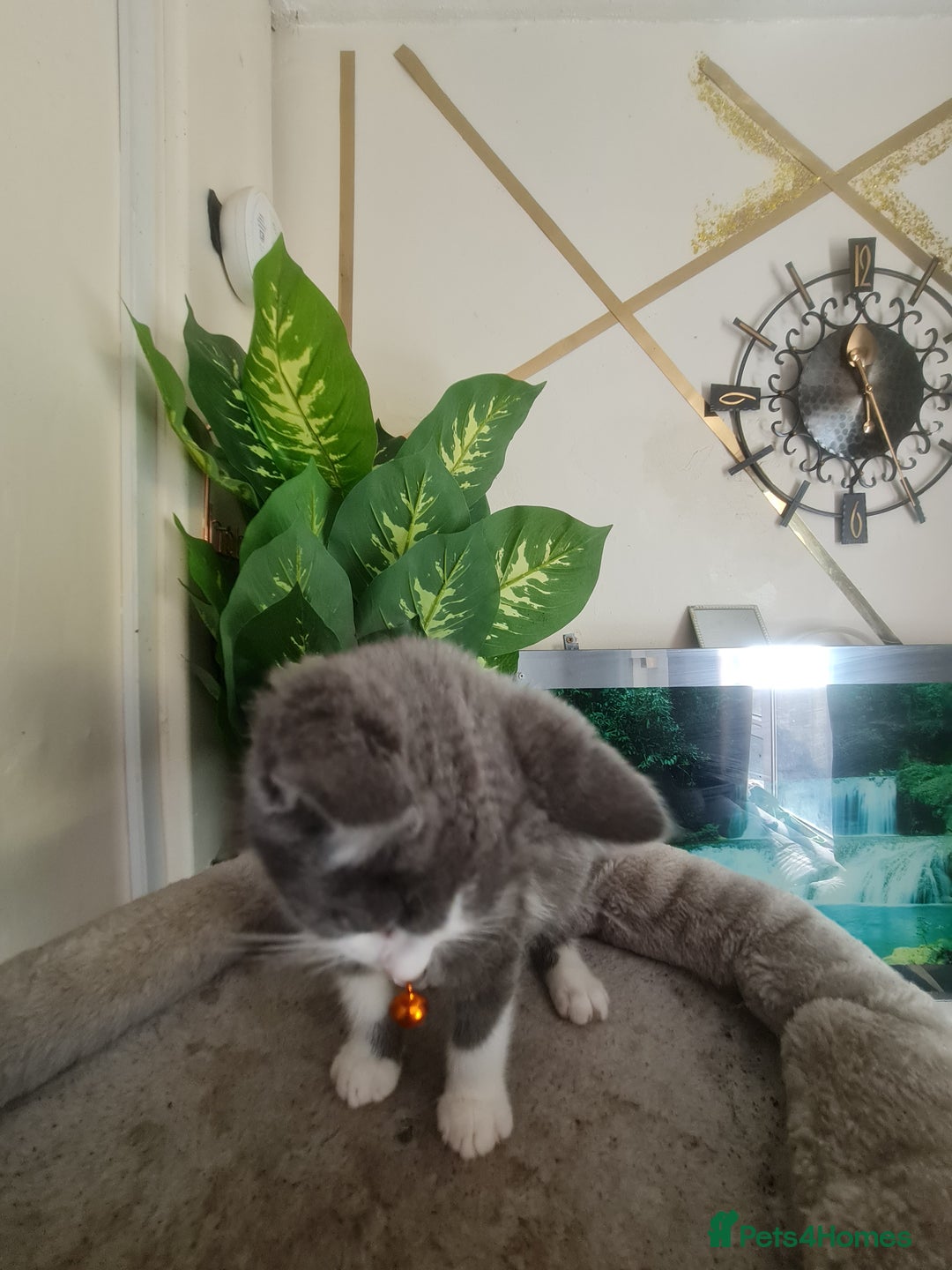 Mixed Breed cats for sale: Stunning  kittens looking  4 new home - Image 4