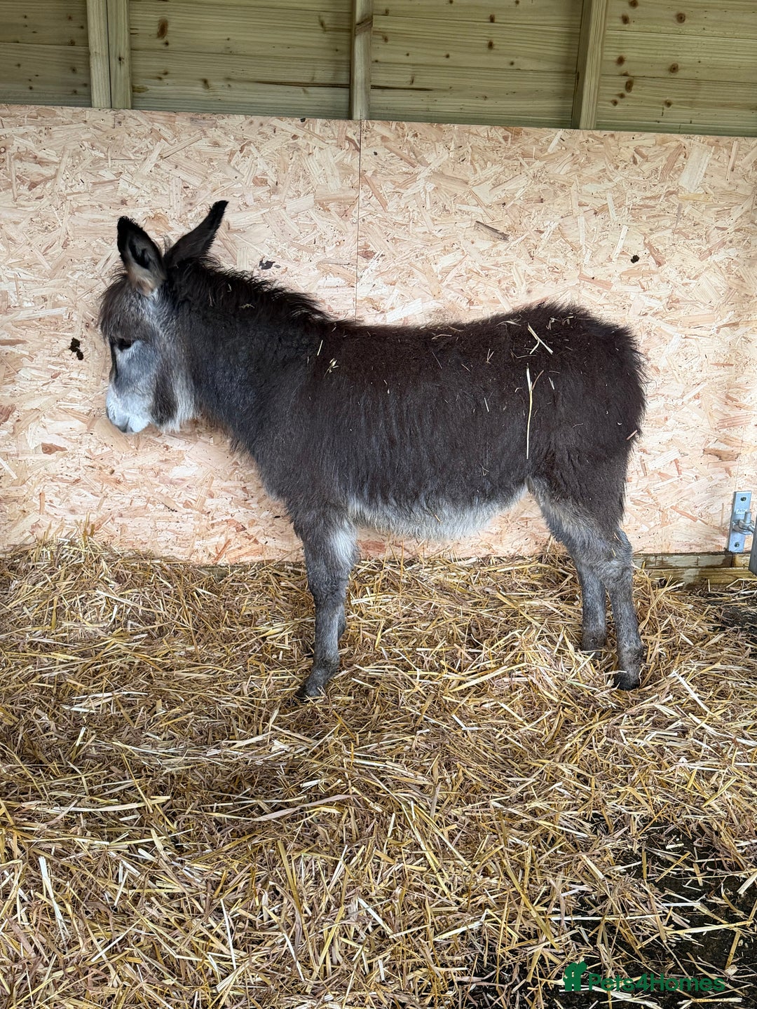 Donkey livestock for sale: 🩵 For Sale – Bobby the Jack Foal 🩵 - Advert 2