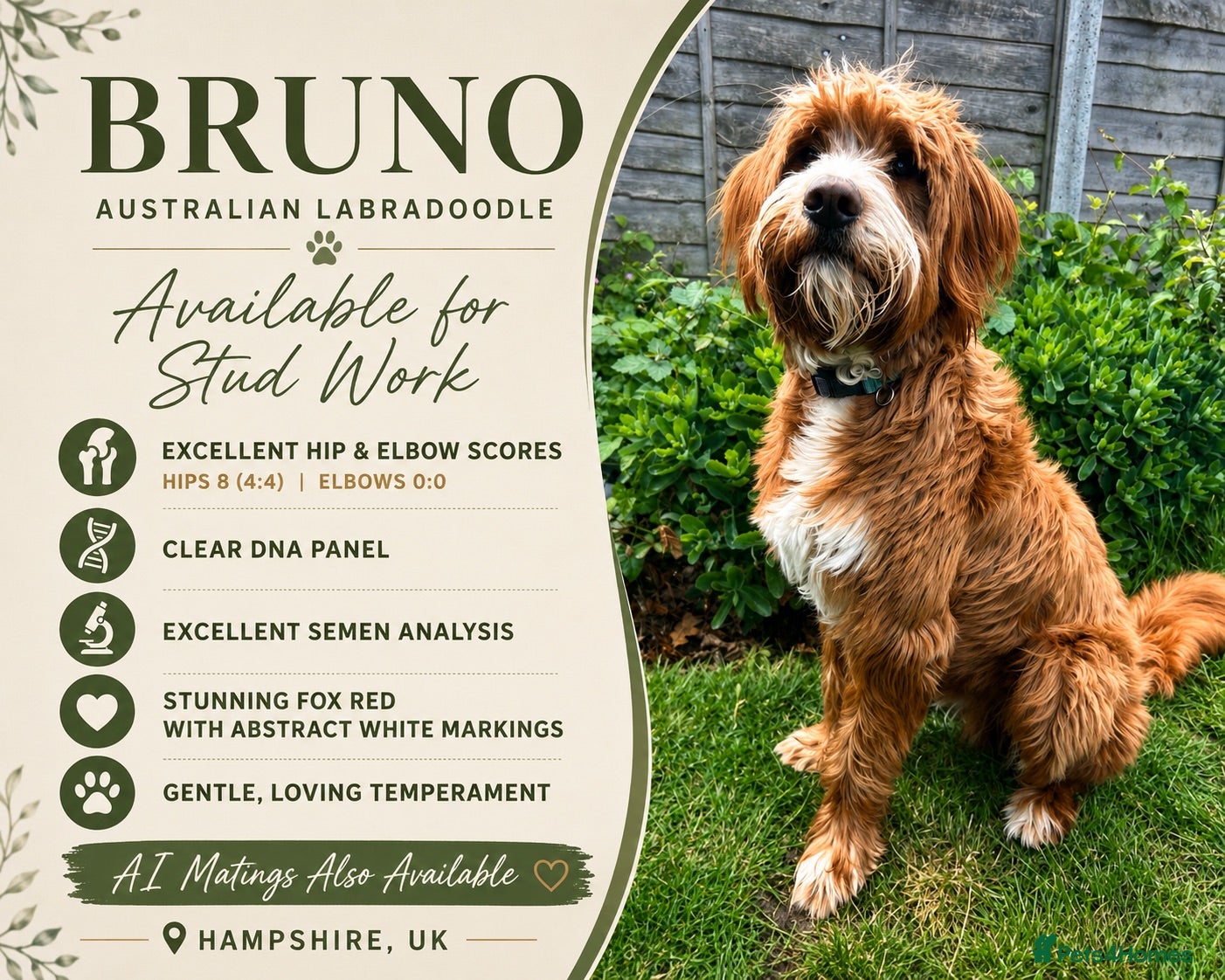 Labradoodle dogs *Health Checked* Stunning Fox Red Labradoodle Stud - Advert 2