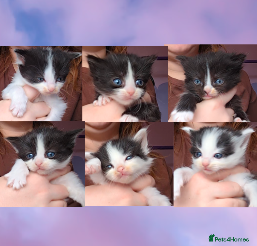 Mixed Breed cats Long hair cute kittens Turkish angora mix  - Advert 1