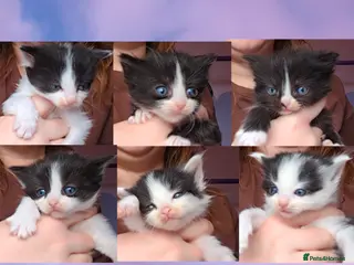 Mixed Breed cats Long hair cute kittens Turkish angora mix - Advert 1