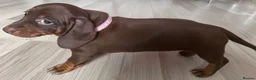 Miniature Dachshund dogs for sale: Miniature dachshund  - Advert 9