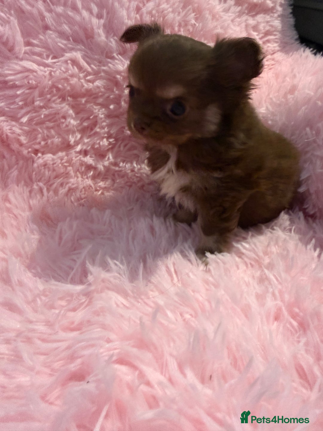 Chihuahua dogs for sale: Beautiful litter of four l/c CHIHUAHUAS READY NOW! - Advert 15