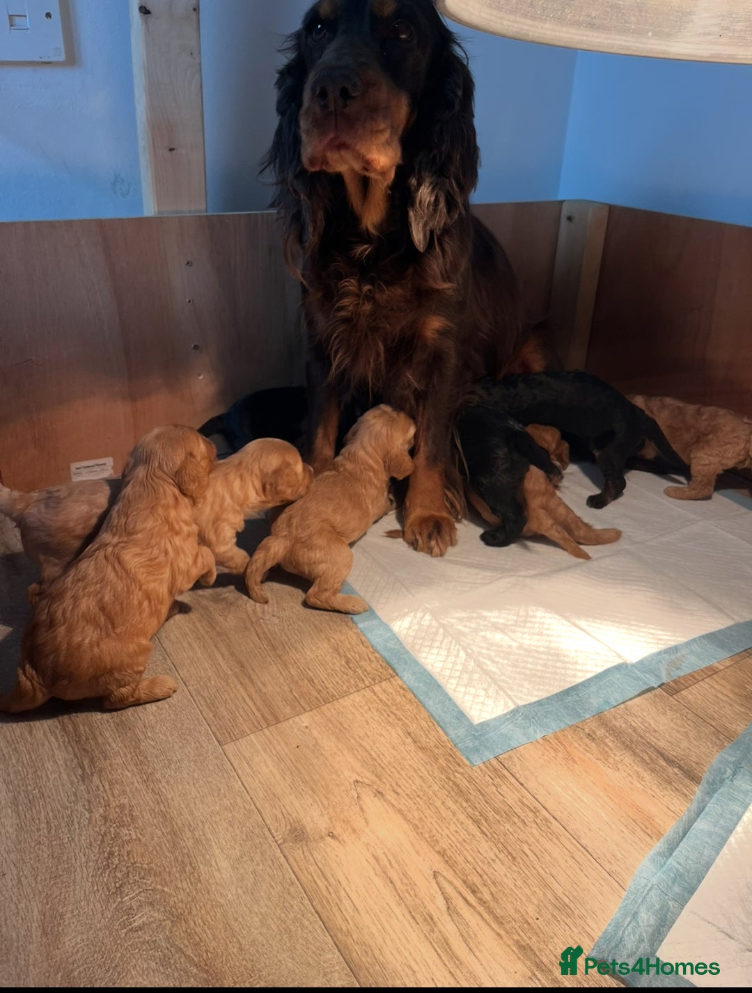 Cockapoo dogs for sale: 8 gorgeous Cockapoos  - Image 10