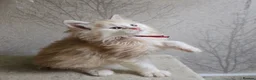 Maine Coon cats for sale: RARE Red High Silver Stunning Maine Coons Boys - Advert 6