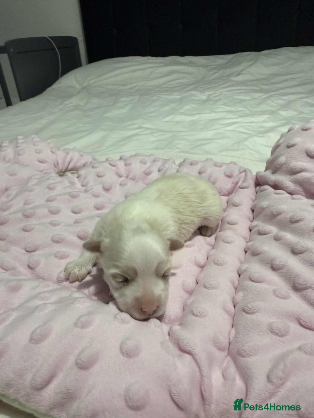 Bichon Frise dogs for sale: Puppy for sale  - Advert 1