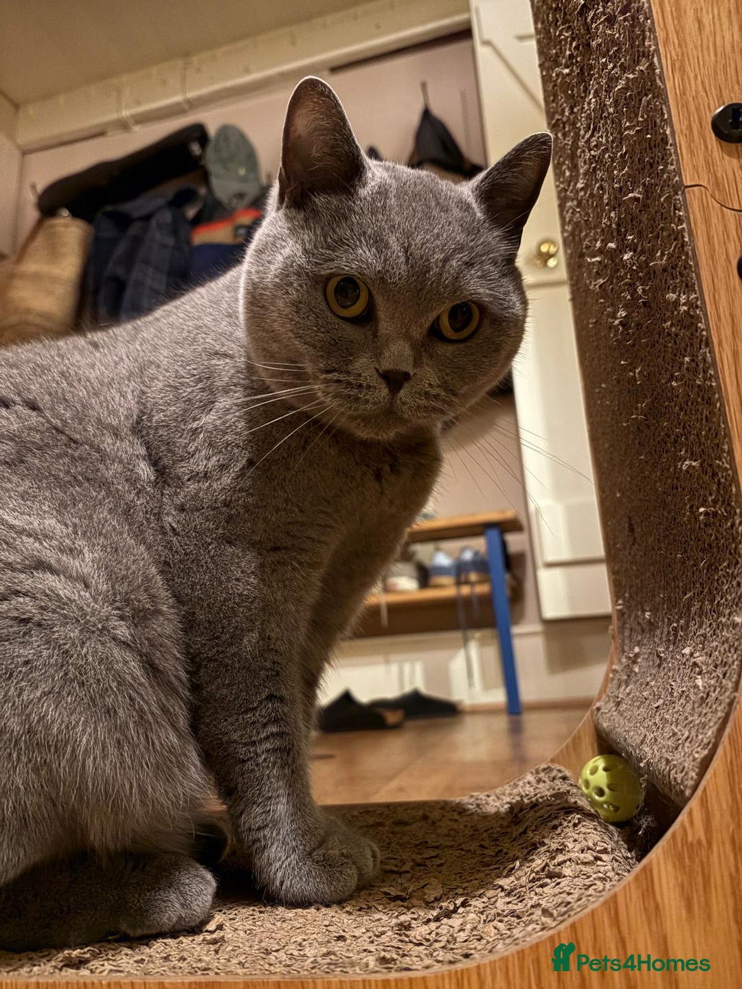 British Shorthair cats for sale: Billy - British Blue - Advert 4