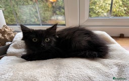 Russian Blue cats for sale: Crossed Russian Blue Kitten - Advert 9