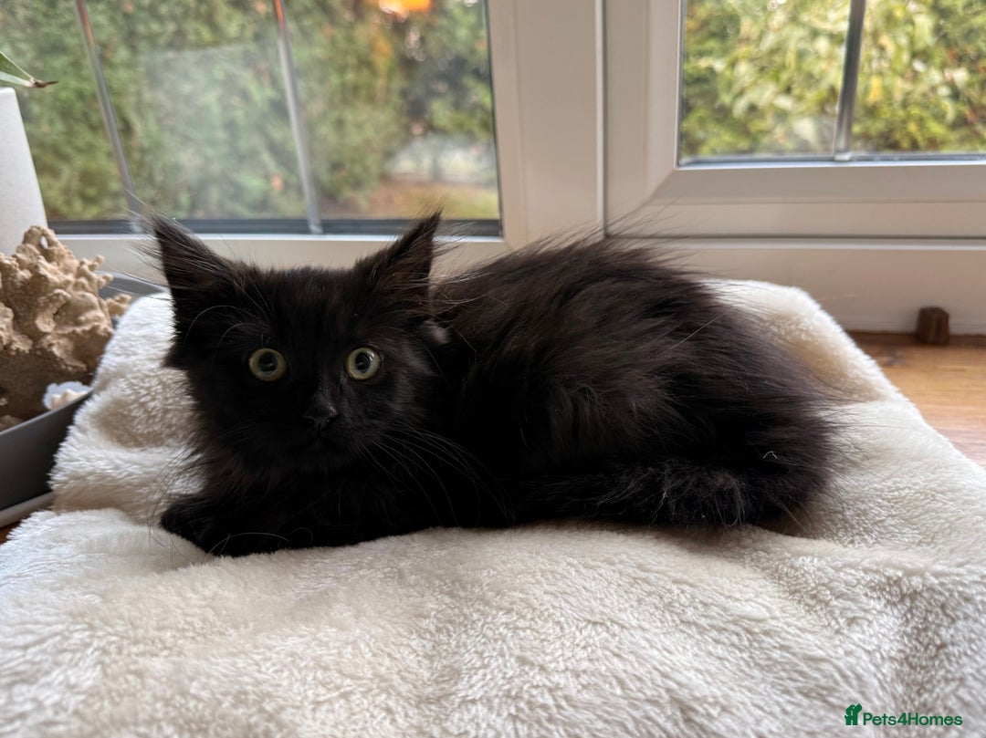 Russian Blue cats for sale: Crossed Russian Blue Kitten - Advert 9