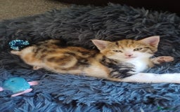 Domestic Shorthair cats for sale: Stunning kittens for sale - Image 1