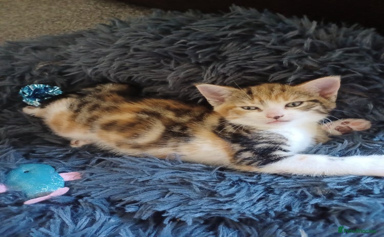 Domestic Shorthair cats - Advert 1