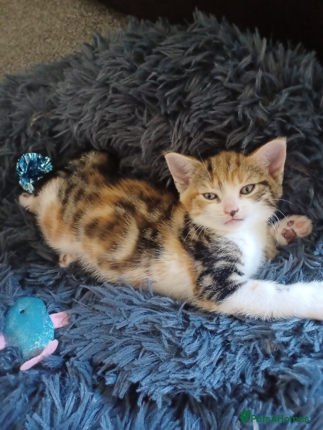 Domestic Shorthair cats for sale: Stunning kittens for sale - Image 1