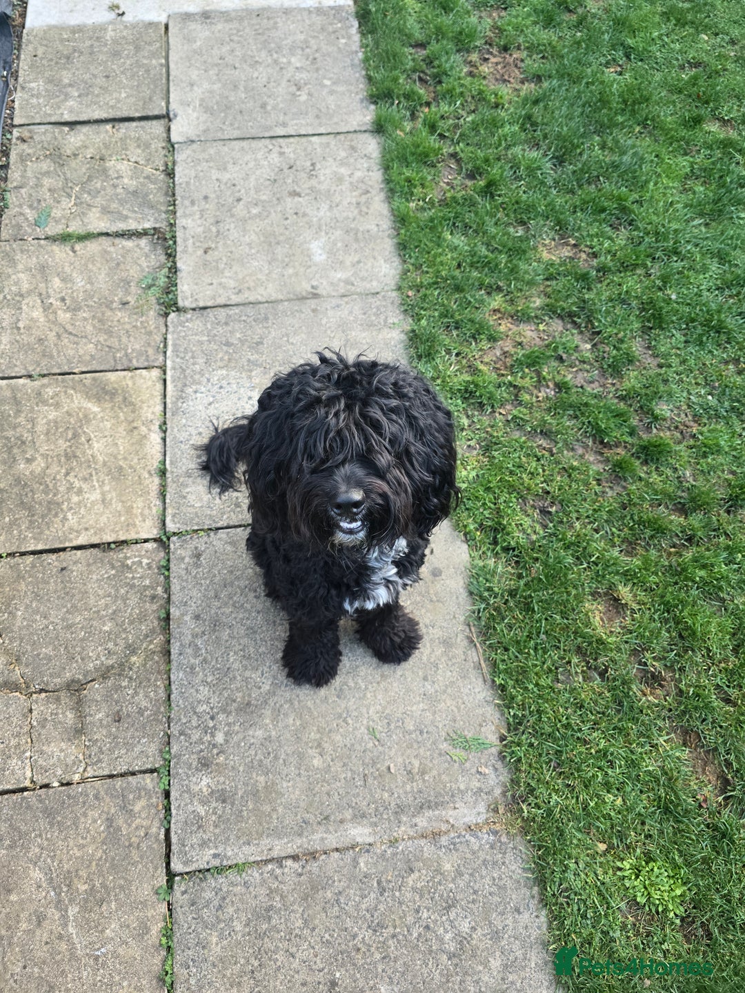 Cockapoo dogs for sale: 16 Month old Male Cockapoo - Image 2