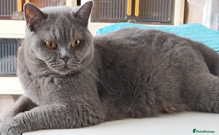 British Shorthair cats - Advert 2