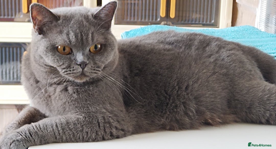 British Shorthair cats for sale: Gccf active registered blue BSH queen - Image 1