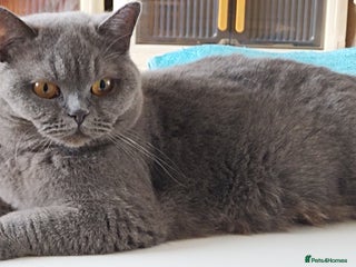 British Shorthair cats - Advert 31