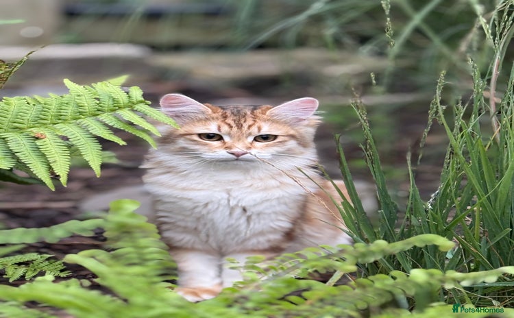 Siberian cats - Advert 2