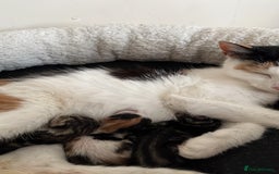 Mixed Breed cats for sale: Male Tabby Kitten For Sale  - Image 5