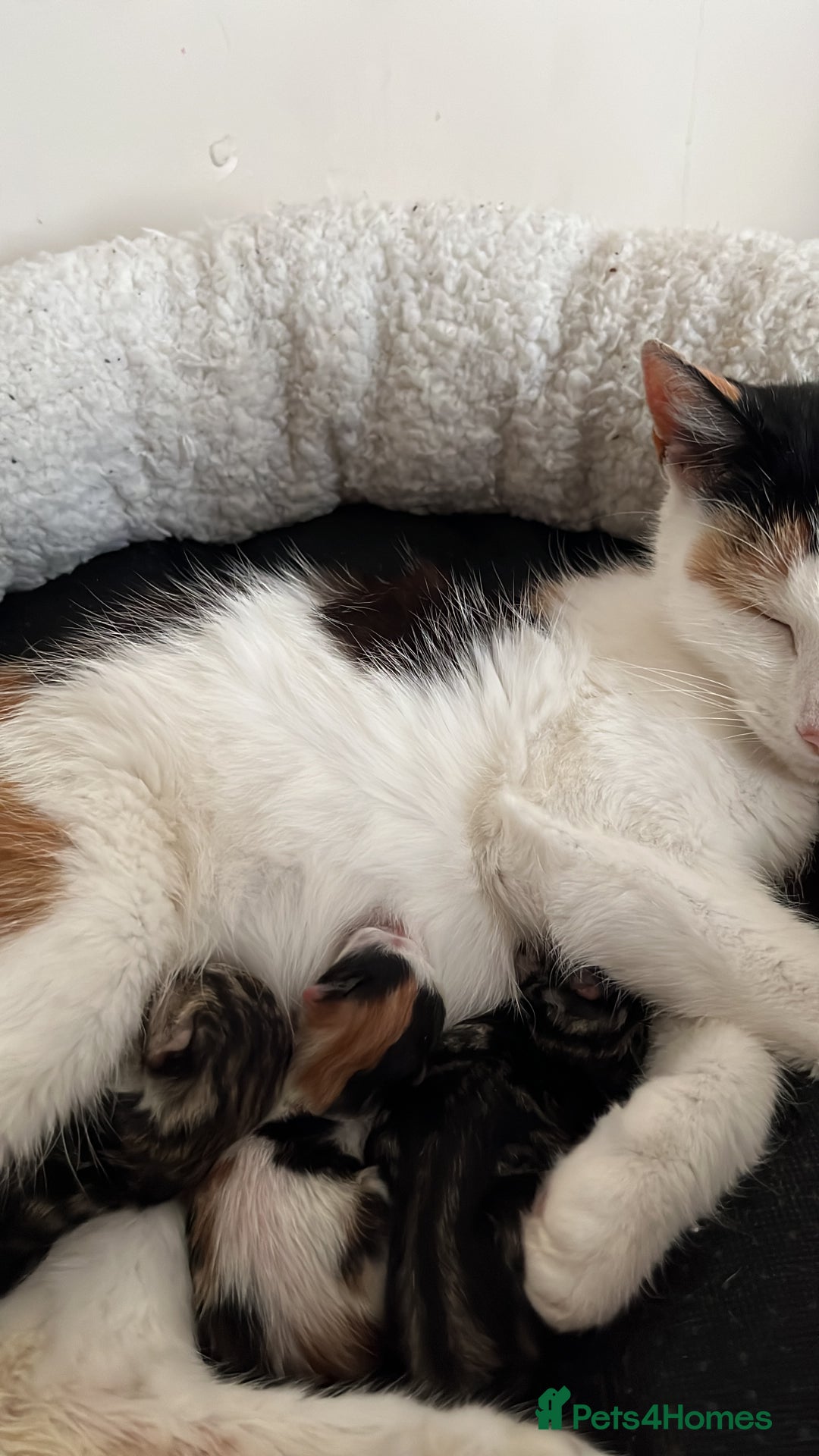Mixed Breed cats for sale: Male Tabby Kitten For Sale  - Image 5