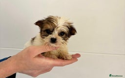 Yorkshire Terrier dogs for sale: Coloured Yorkshire Terrier Puppies  - Image 11