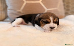 Beagle dogs for sale: ** STUNNING KC 5 GEN TRI COLOUR BEAGLEPUPS ** - Image 13