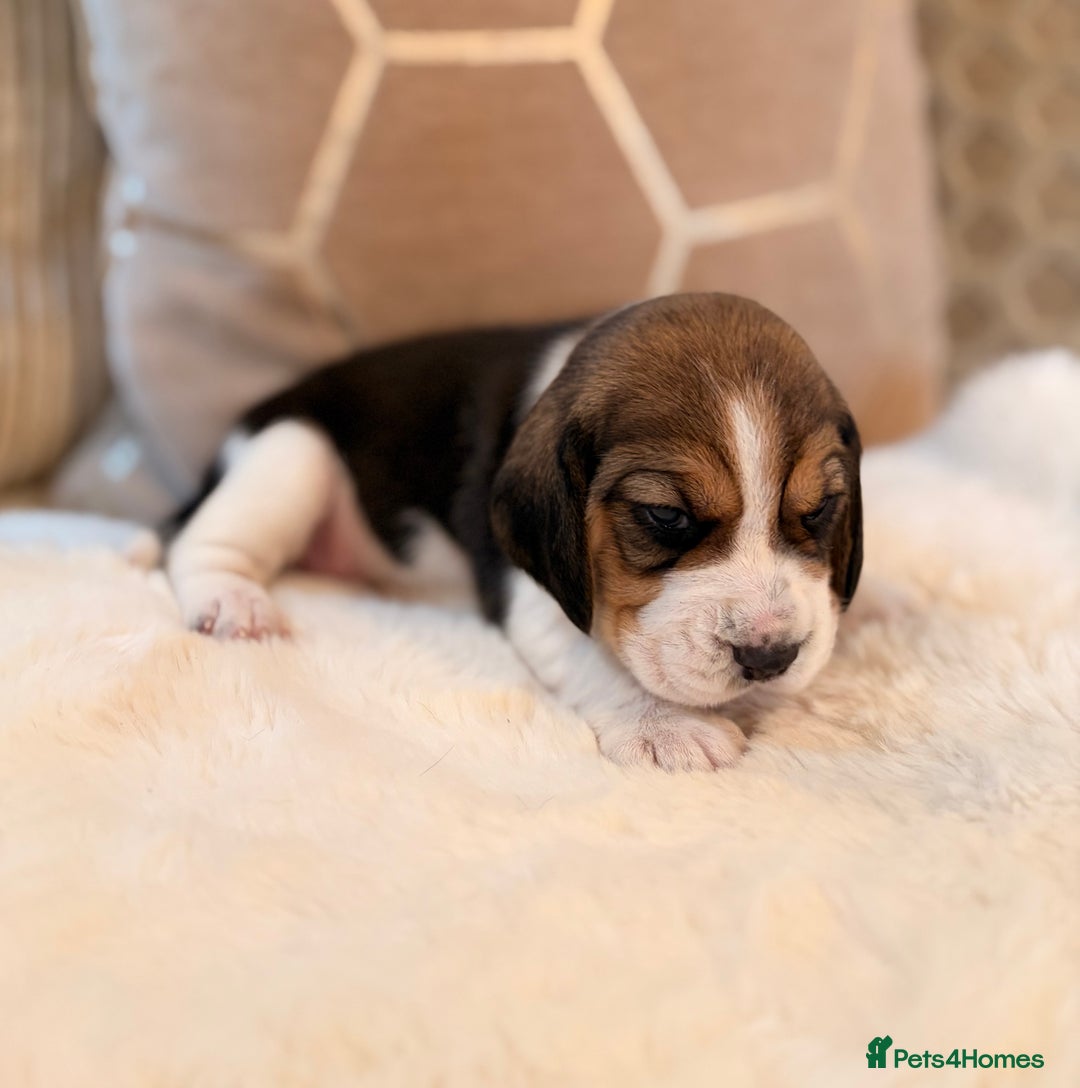 Beagle dogs for sale: ** STUNNING KC 5 GEN TRI COLOUR BEAGLEPUPS ** - Image 13