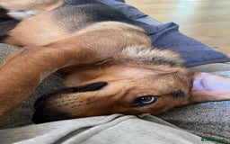 Mixed Breed dogs for adoption: Jeff is looking for the best forever home  - Image 3