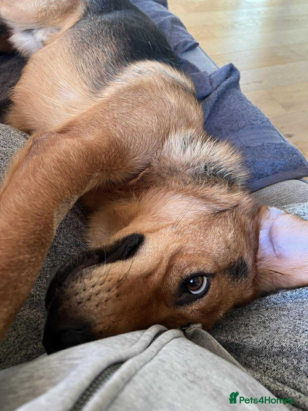 Mixed Breed dogs for adoption: Jeff is looking for the best forever home  - Image 3