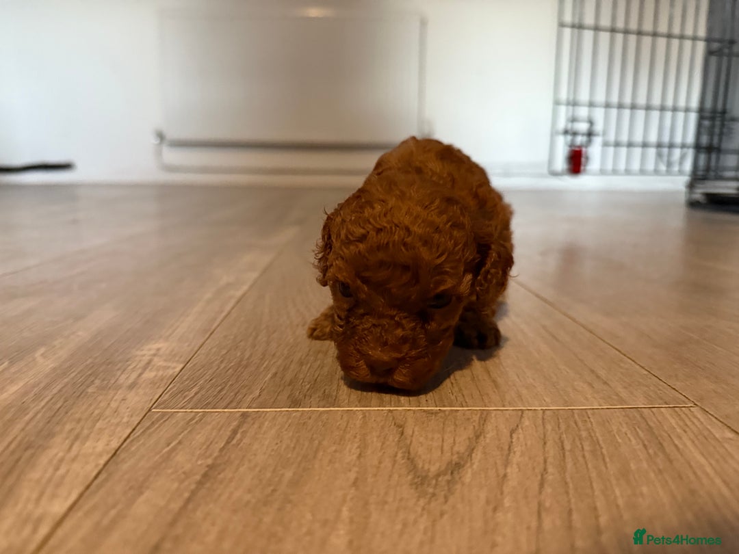 Cockapoo dogs for sale: F1B Cockapoos - Image 12