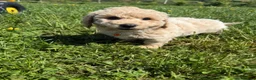 Poochon dogs for sale: Tiny Poochon Puppies (Poochon x Toy Poodle) - Advert 10