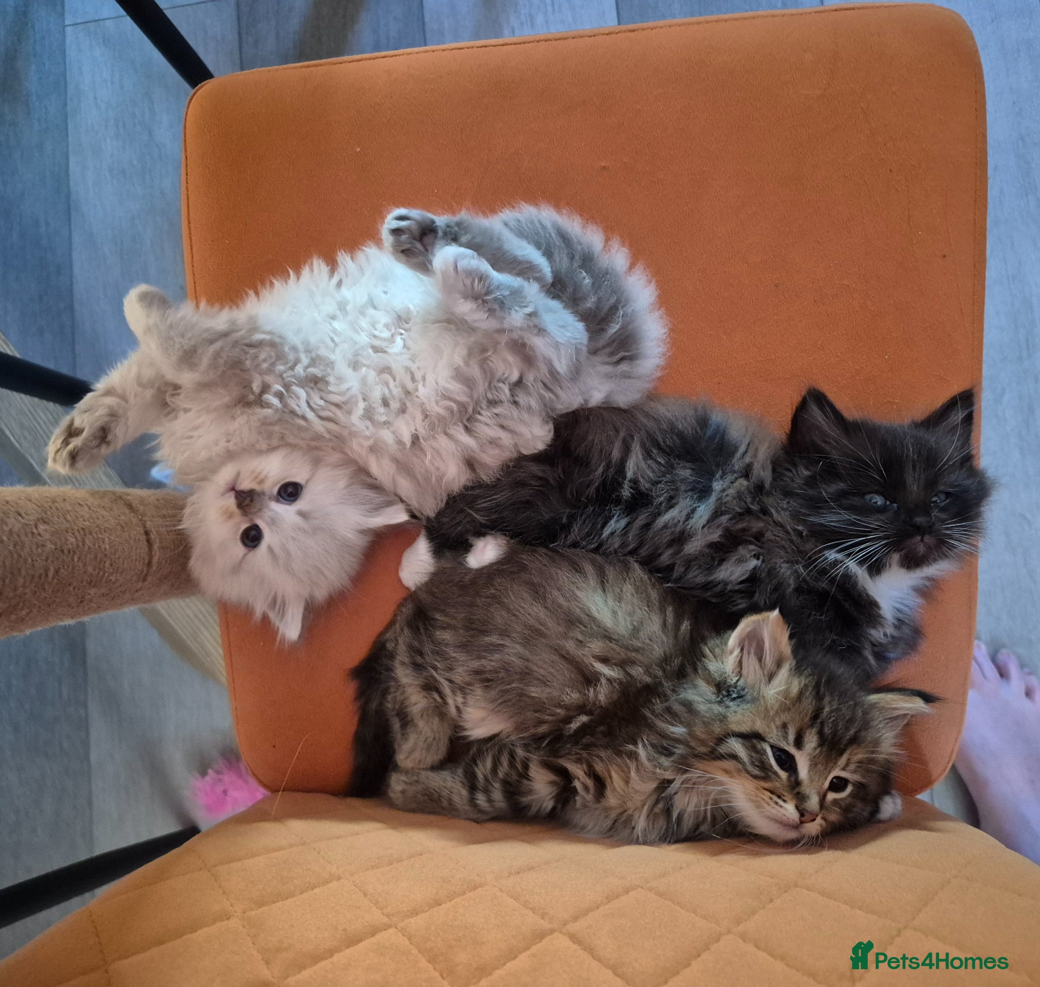 Siberian cats Last 3 for reservation siberians/Neva masquerade   - Advert 2
