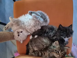 Siberian cats Last 3 for reservation siberians/Neva masquerade - Advert 2
